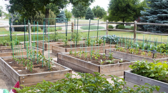 Raised Garden Beds